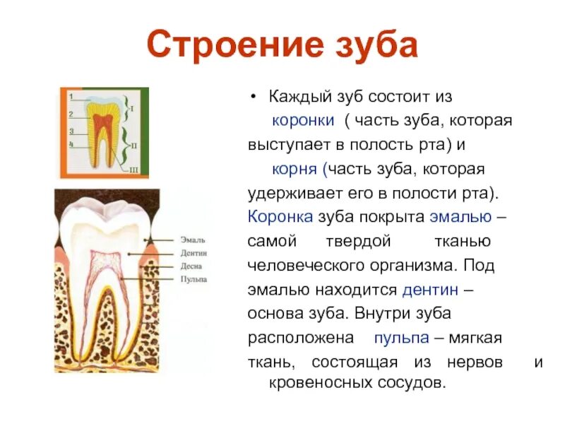 Строение зуба человека 3 класс. Зуб строение зуба. Какую функцию выполняет зуб человека