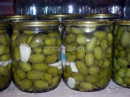 Мелотрия маринованная