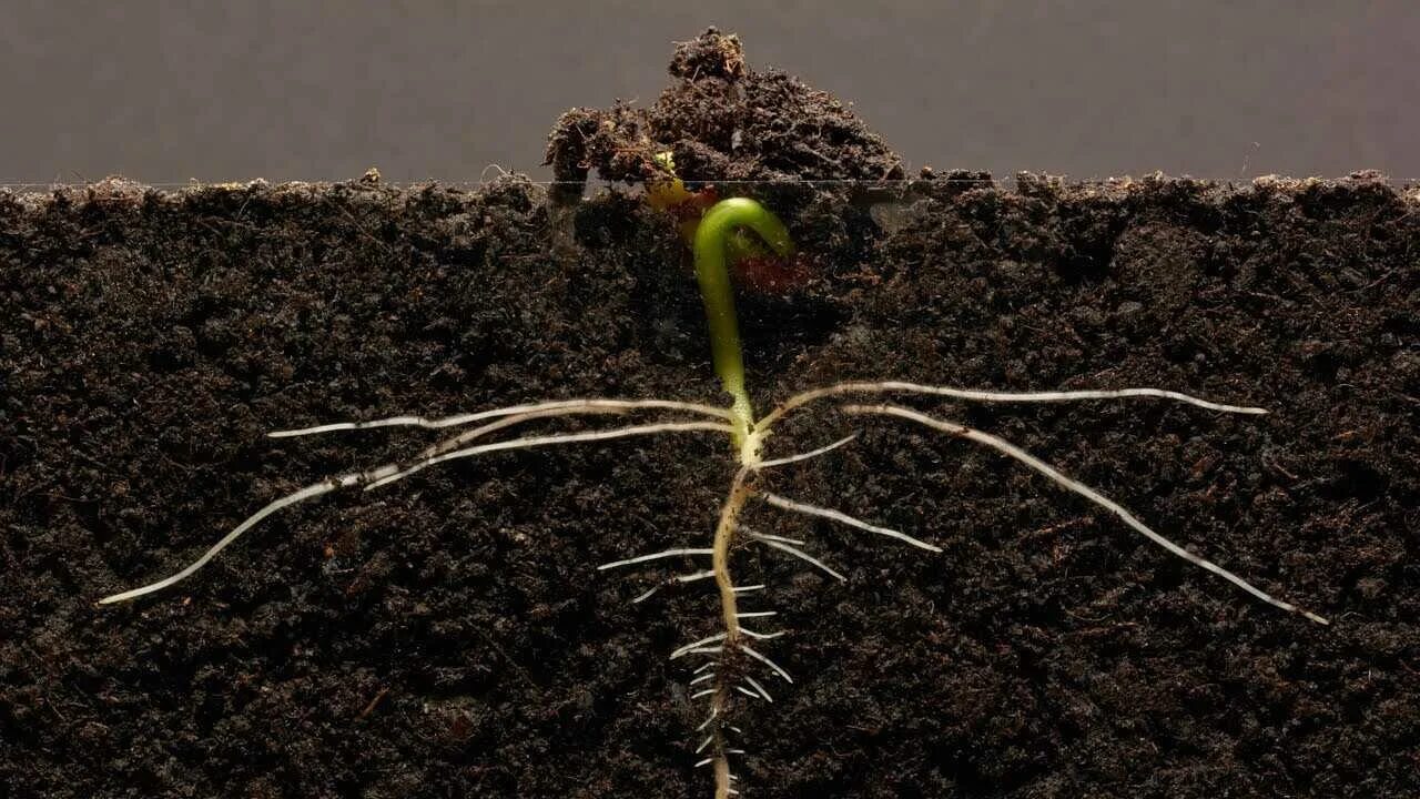 Прорастание семян проросток. Семя в земле. Проросток с корешком. Росток растения.