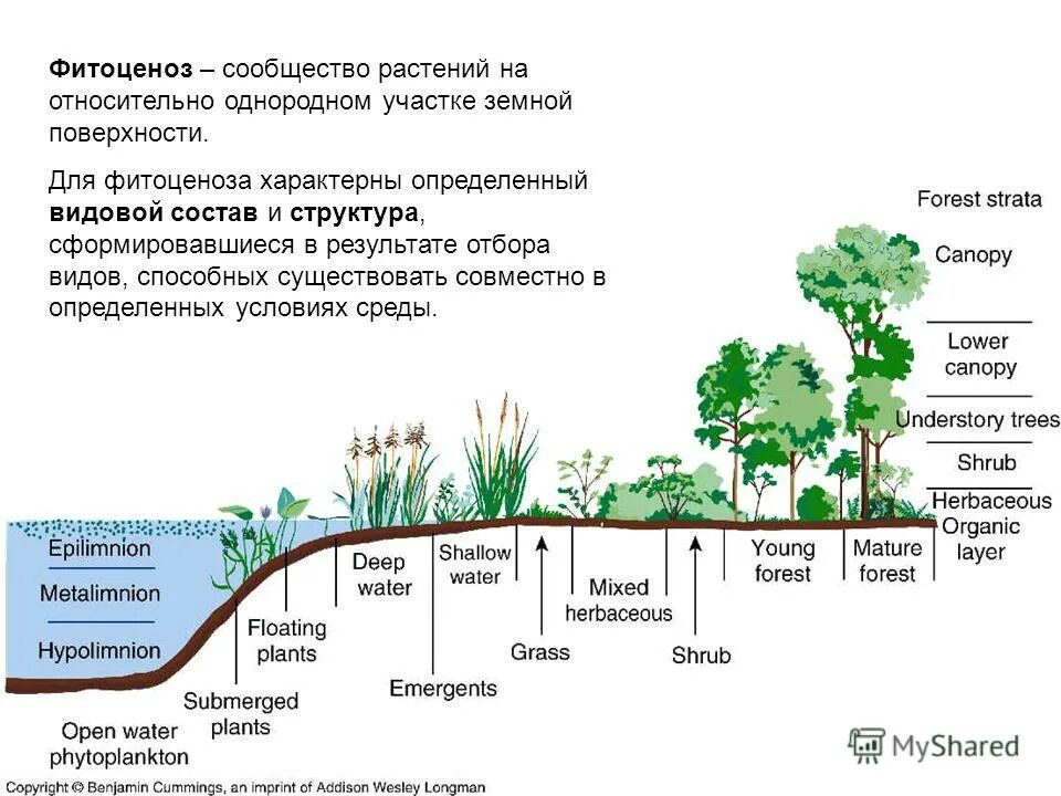 Растительные сообщества примеры. Растительное сообщество определение. Растительное сообщество определение. Растительные сообщества. Растительное сообщество растений.