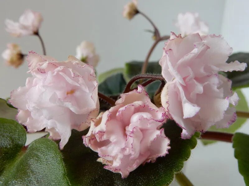 Ева (Дадоян) (With images) African violets, Flowers, Floral wreath
