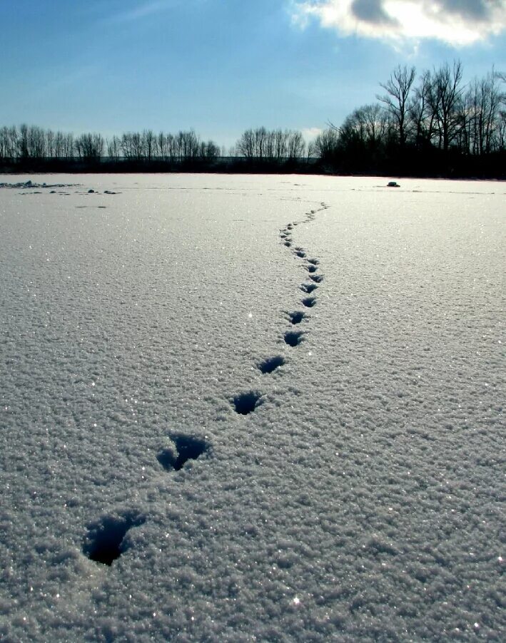 Там следы. Следы на снегу. След сон. Следы зайца на снегу. Человеческие следы на снегу.