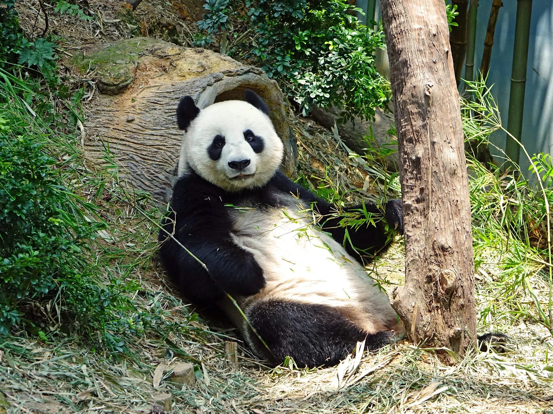 Pandas endangered