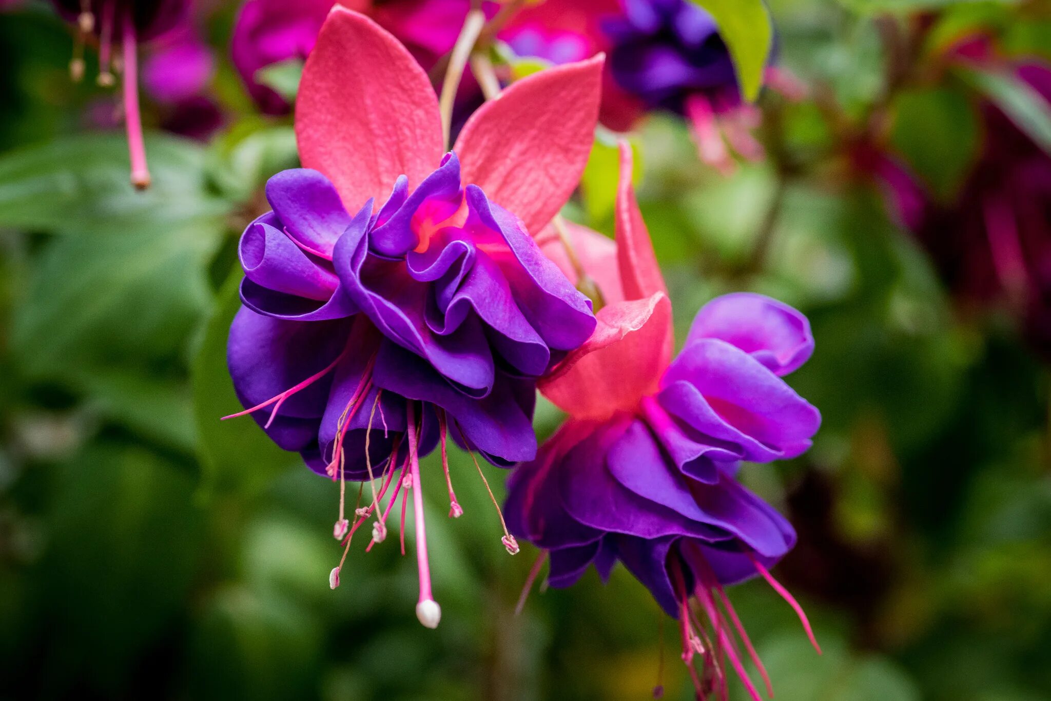 Фуксия Марбеллер Дабл маджента Пурпл. Фуксия Marbeller Double Magenta-Purple. Фуксия Пинк галоре. Фуксия Willem. Фуксия маленькая ведьма 2010