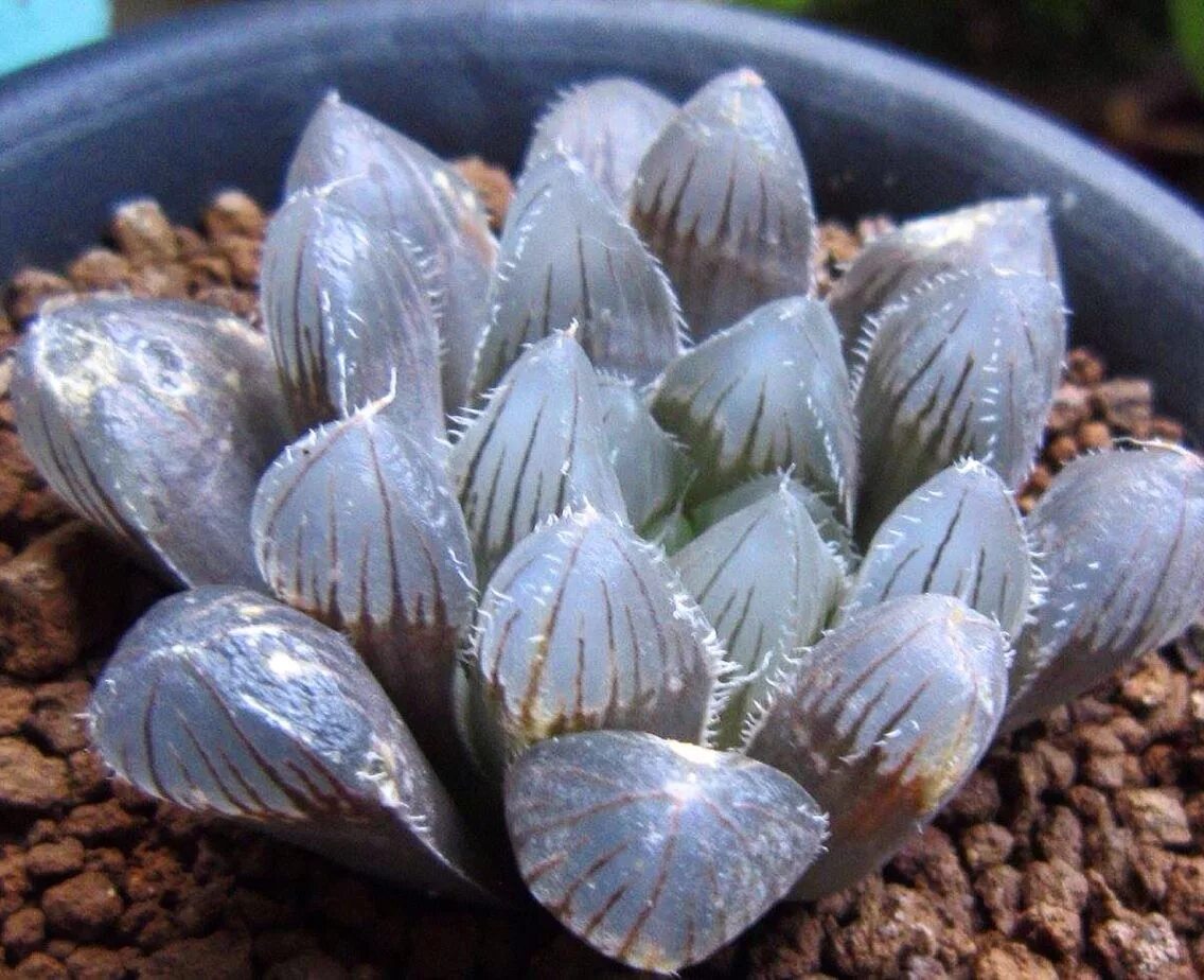 Хавортия ямада блэк. Хавортия мурасаки. Haworthia obtusa. Суккулент хавортия ладьевидная. Haworthia maughanii - хавортия маугани.