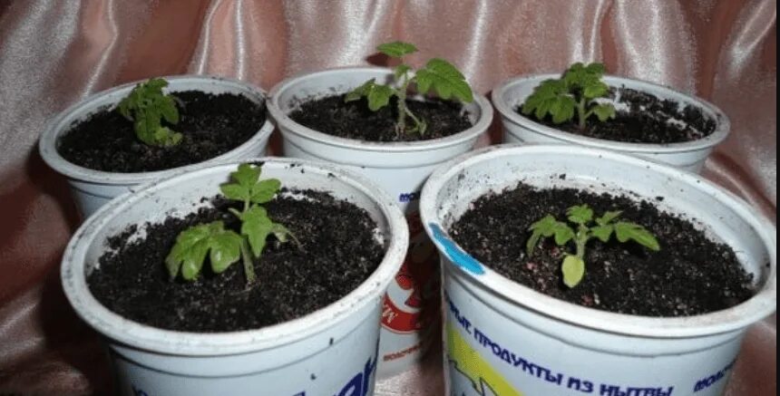 Девичий виноград ростки. Девичий виноград из семян. Девичий виноград семенами рассада. Виноград рассада всходы. Всходы винограда.