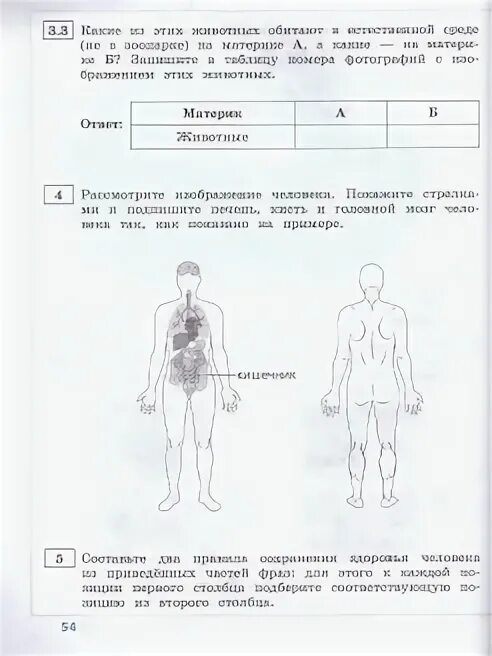 Строение человека 4 класс впр окружающий. Строение человека 4 класс впр окружающий