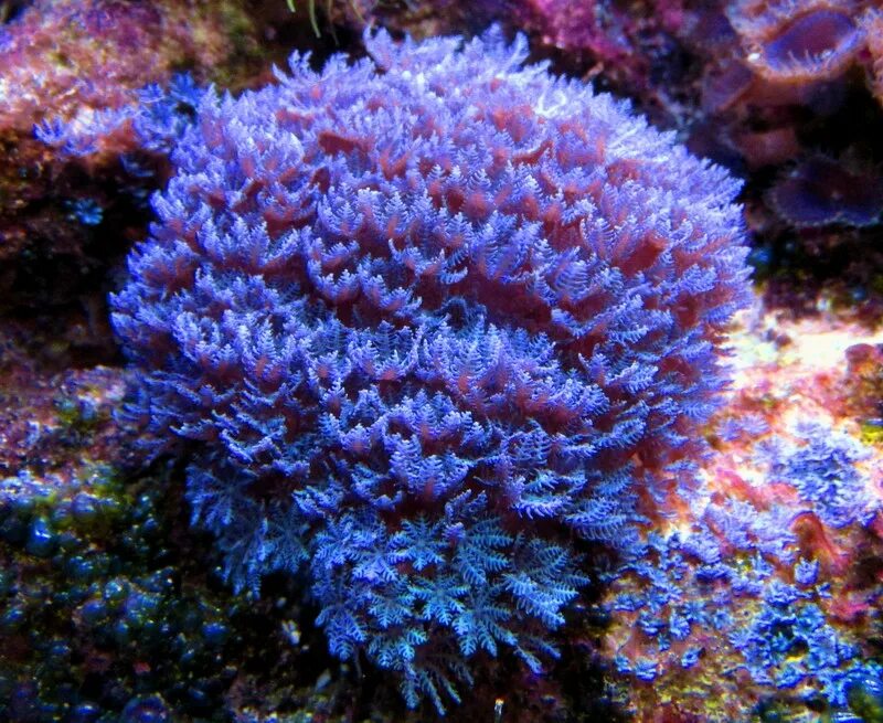 Coral 7. Клавулярия коралл. Клавулярия звездчатая. Клавулярия папайя. Клавулярия кислотная.