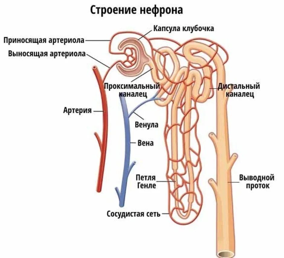 Строение нефрона почки человека. Строение нефрона почки анатомия. Строение канальца нефрона. Структура почки человека нефрон. Капсулы нефронов находятся в мозговом