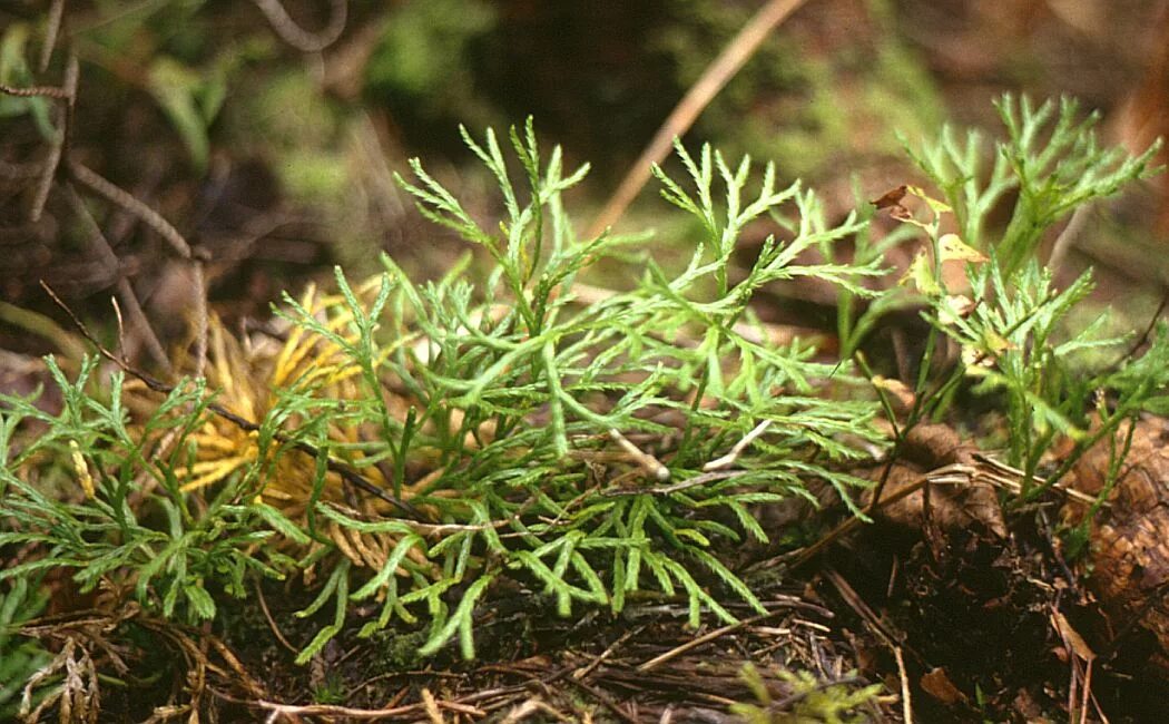 Папоротник Дифазиаструм. Lycopodium complanatum. Дифазиаструм сплюснутый.