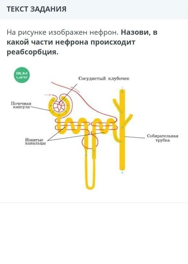 Строение нефрона почки реабсорбция. Реабсорбция Глюкозы в нефроне. Нефрон почки человека. Базальная мембрана нефрона почек. Установите соответствие между характеристикой и частью нефрона