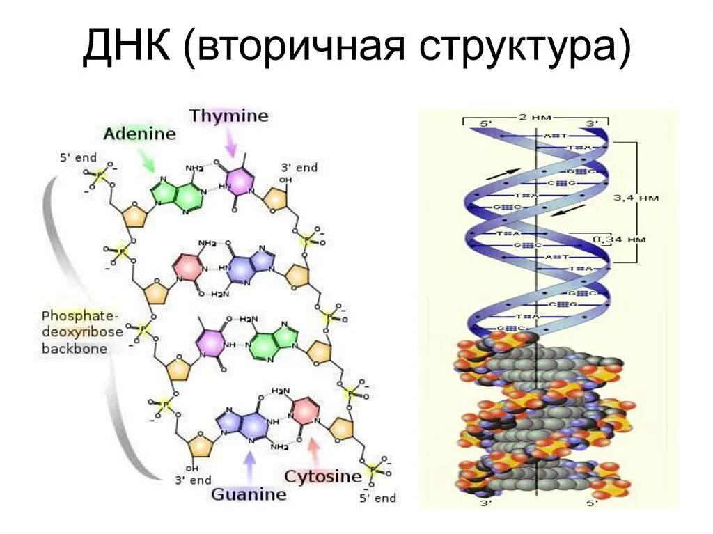 Какого структура днк. Строение вторичной структуры ДНК. Вторичная структура ДНК. Вторичная структура структура ДНК. Втотичная структуратднк.