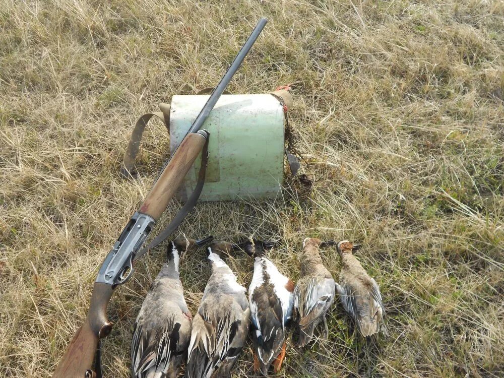 охота 18. охота 18. охота на дупеля с легавой. охотничье ружье. охота с иж-43кн 410.