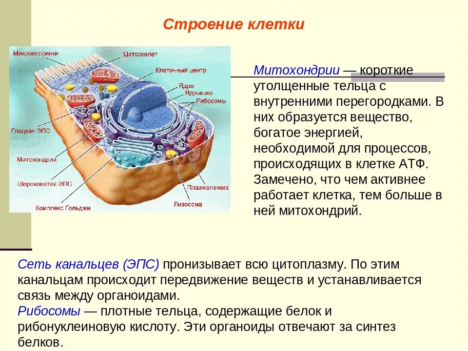Какой органоид участвует в биосинтезе белков. Мембранного строения органоид рибосома клеточный центр митохондрии. строение клетки химический состав клетки. строение клетки. мембрана. цитоплазма. органоиды. ядро конспект. химический состав клетки и строение растительной клетки.