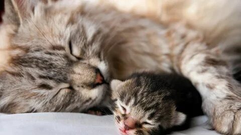 Have kittens