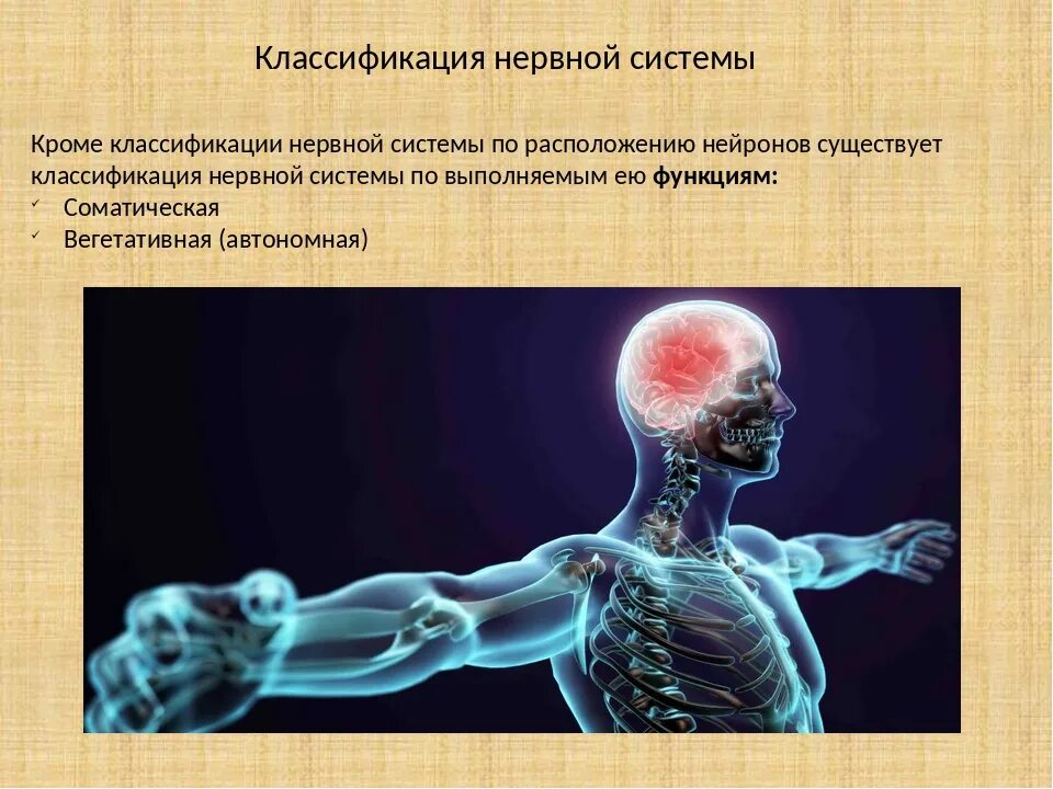 Классификация нервной системы человека. Нервная система человека презентация. Строение и значение нервной системы. Нервная система человека 8 класс.