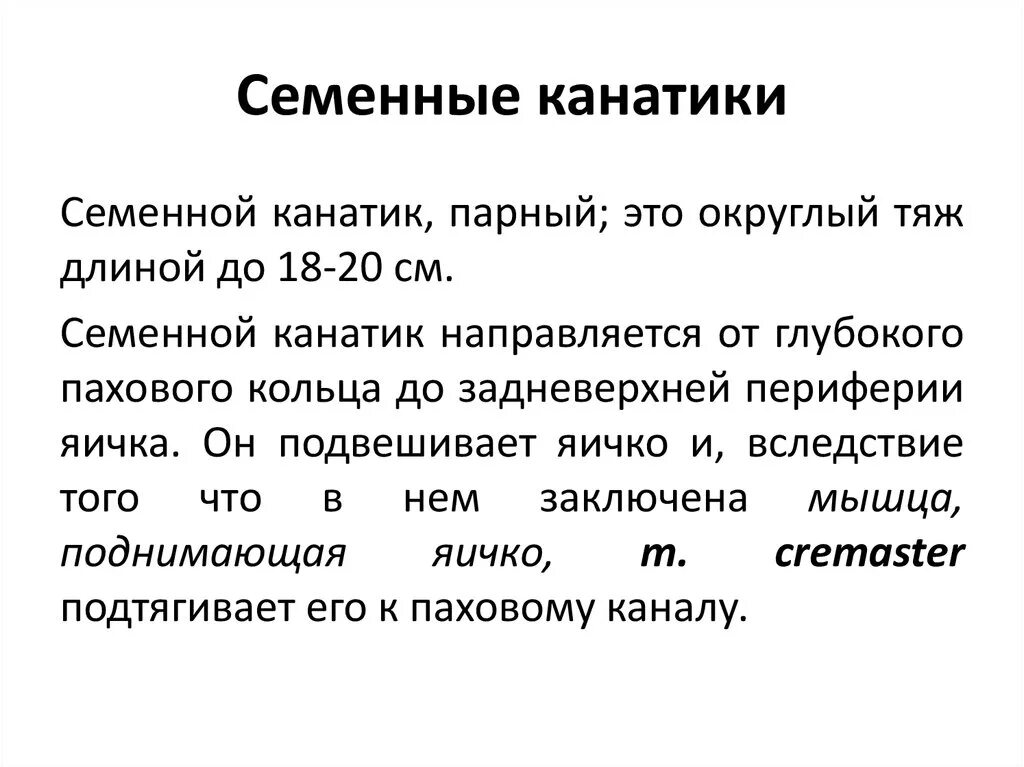 Анатомия яичка и семенного канатика. Семенной канатик функции. Оболочки семенного канатика анатомия. Роль семенного канатика.