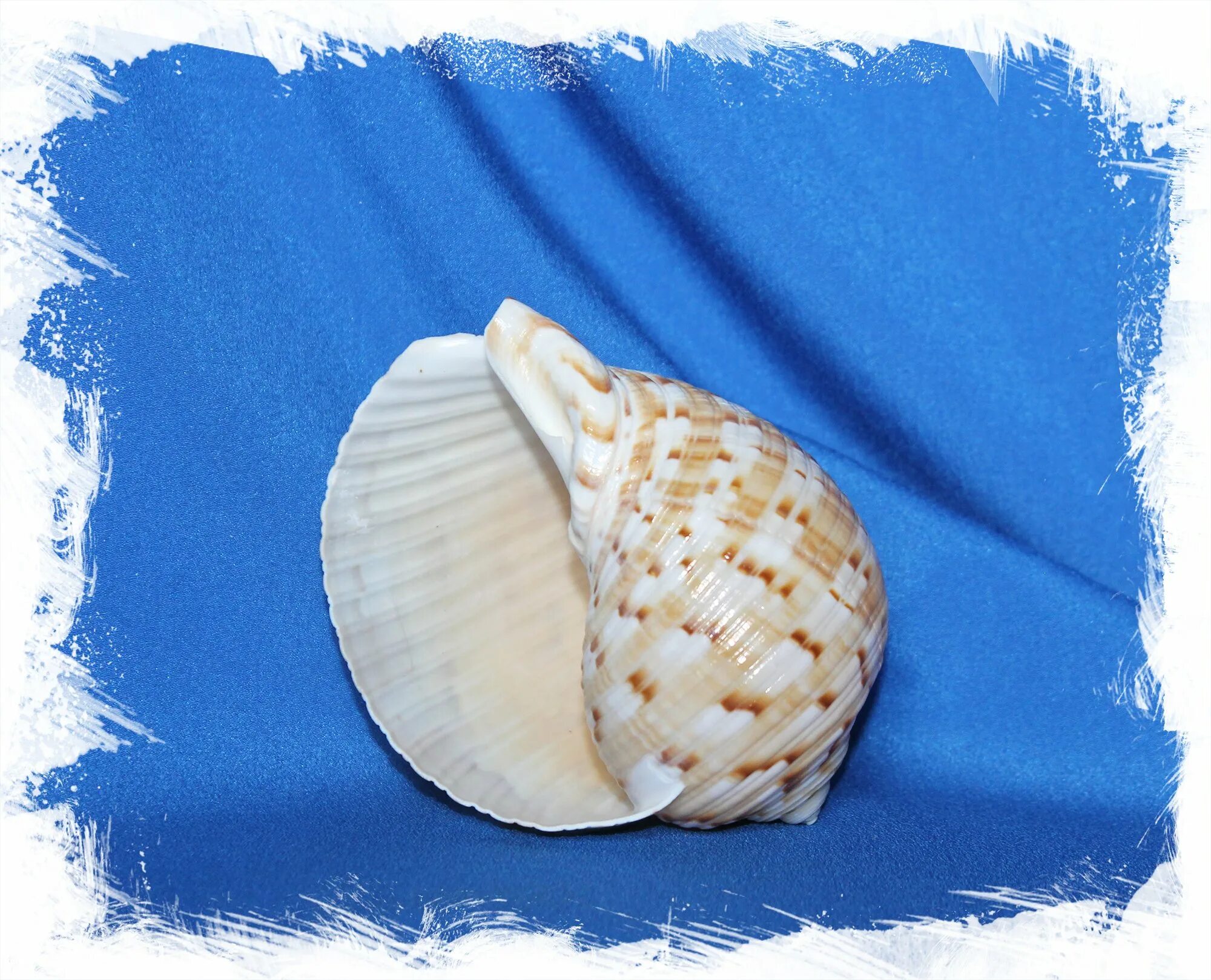 Китайская ракушка. Море ракушки. Ракушка рог тритона. Раковины каури. Китайская ракушка.