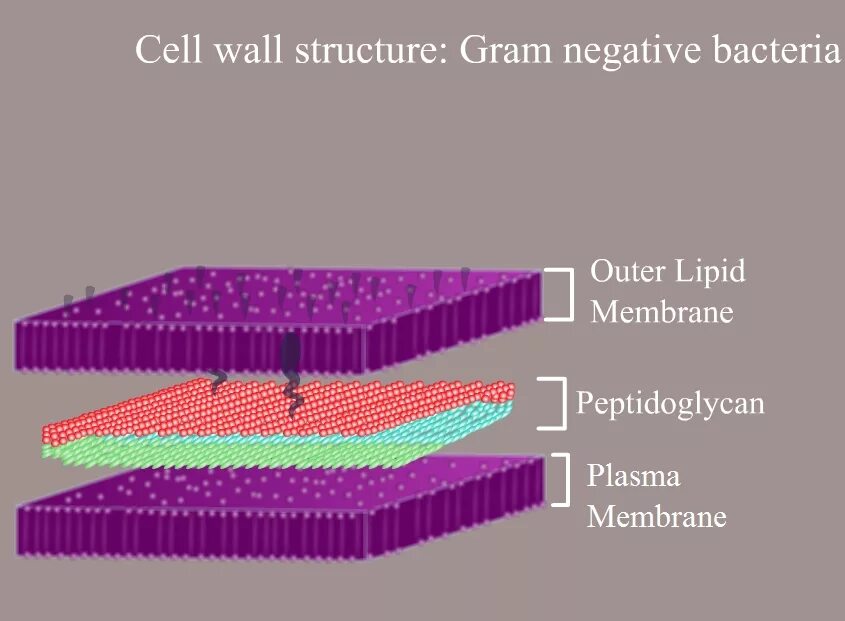 Cell Wall of gram-positive bacteria. Gram positive Cell Wall. Structure of gram positive bacterial Cell. Gram negative Cell Wall.