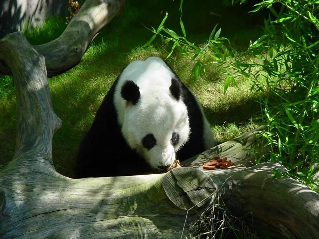 Панды в дикой природе. Животные международной красной книги. Вес большой панды. Интерактивная игрушка панда 2969. Роды панды.