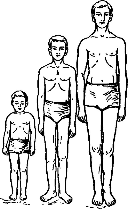 возрастные изменения пропорций тела человека. пропорции тела мужчины рисунок. пропорции тела младенца в 1 год. развитие тела мальчика. пропорции детей разного возраста.