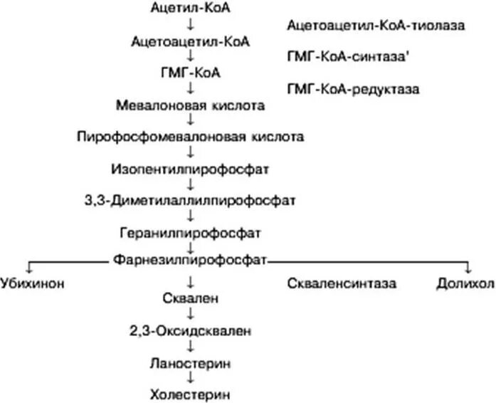 Ацетил коа фермент. Схема синтеза холестерола биохимия. Схема реакций синтеза холестерола. Синтез холестерина схема. Этапы синтеза холестерина (схема).