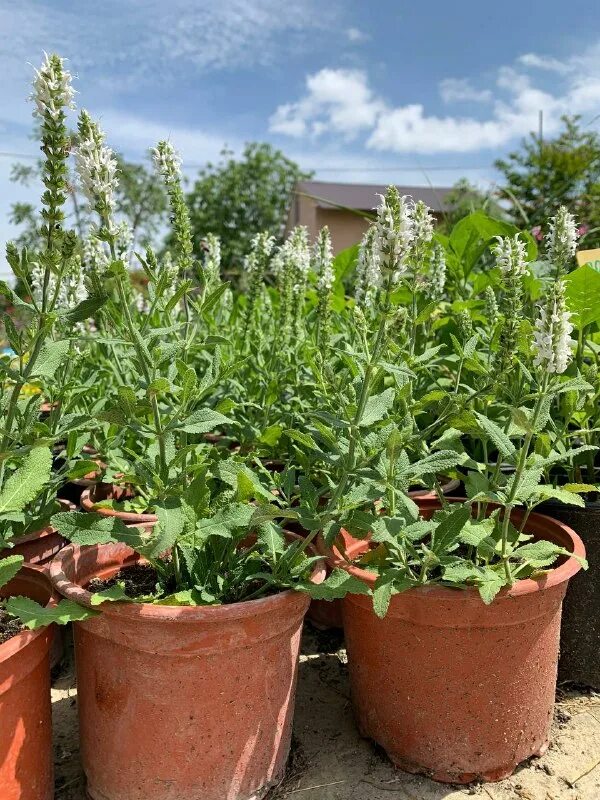 анапский питомник. анапский питомник. зеленстрой теплицы. питомник в анапе кошек. питомник зеленстрой в анапе.