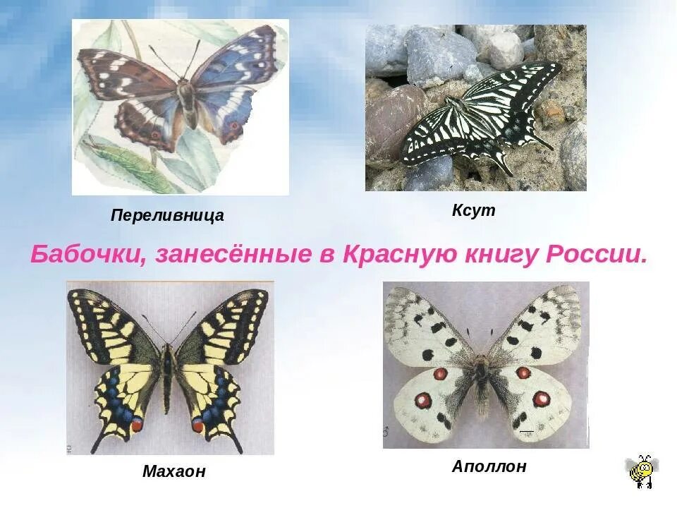Название бабочек. Какая бабочка в красной книге. Бабочки из красной книги. Бабочки которые занесены в красную книгу. Краснокнижные бабочки.