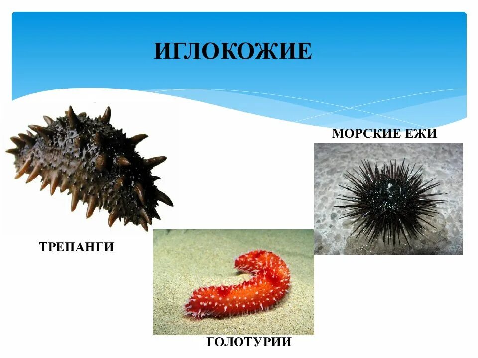 К какой группе относятся голотурии. Иглокожие морские Ежи. Иглокожие трепанги. Морские Ежи и трепанги. Иглокожие кукумария.