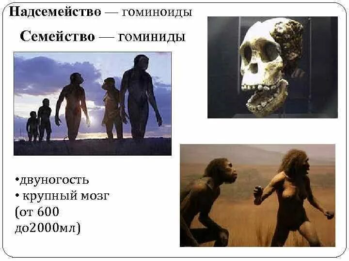 Семейство гоминиды. Семейство гоминиды относятся. Австралопитек прямохождение. Гоминиды характеристика кратко. Семейство гоминиды относятся.