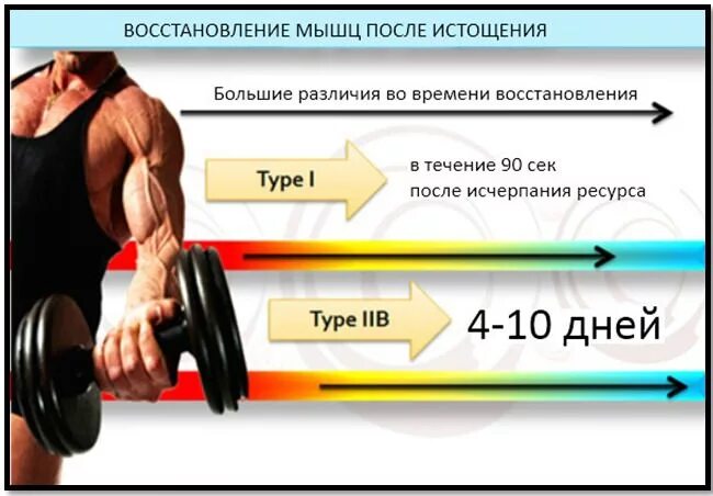 Сколько отдыхать мышцам после тренировки. Время восстановления мышц. КПК мышцы восстагавливаются. Сколько времени восстанавливаются мышцы. Восстановление после тренировки.