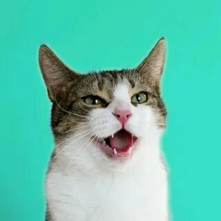 Включи мне кошек которые