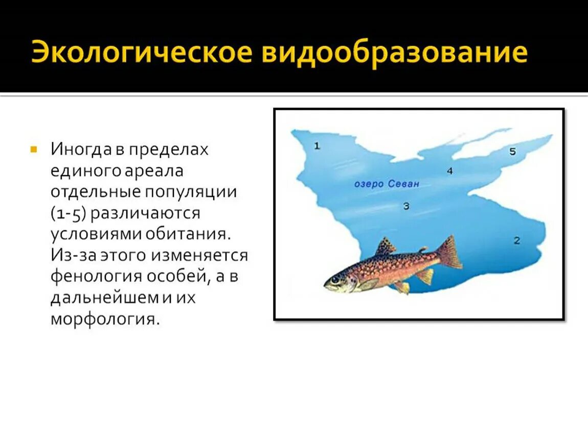 Севанская форель экологическое видообразование. Экологическое видообразование биология 9 класс. Форель озера Севан видообразование. Экологическая форма видообразования. Почему изоляция приводит к эволюции