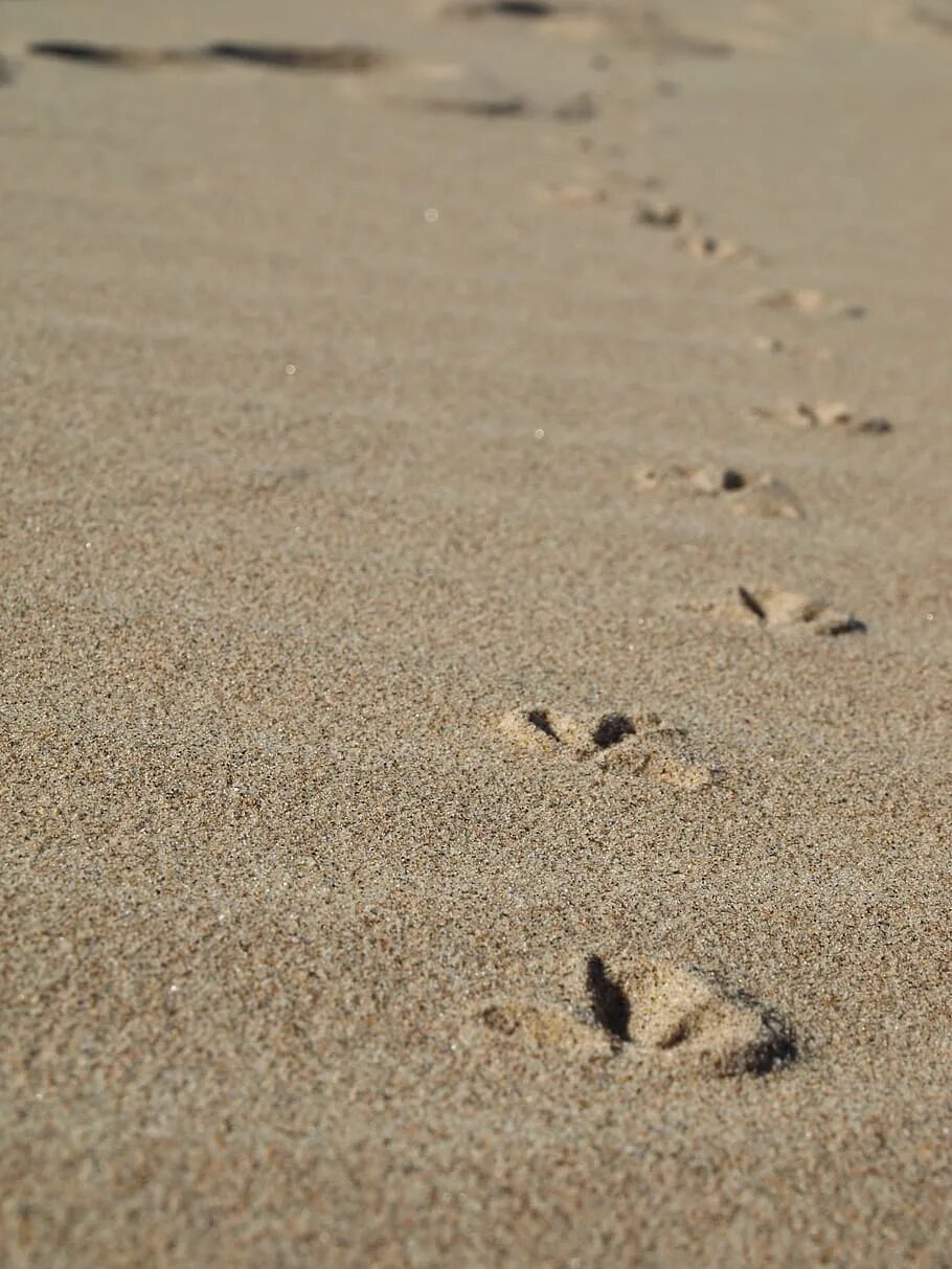 Следы на песке слушать. Следы на песке. Следы чаек на песке. Следы на песке у моря. Пляж следы на песке.