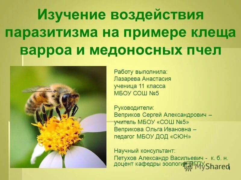 Загадка про пчелу для детей. Прочитайте текст и выполните задания в1 в3. Прочитайте текст и выполните задания 1-6. Стих про пчелу для детей. Интересное о пчелах для детей.