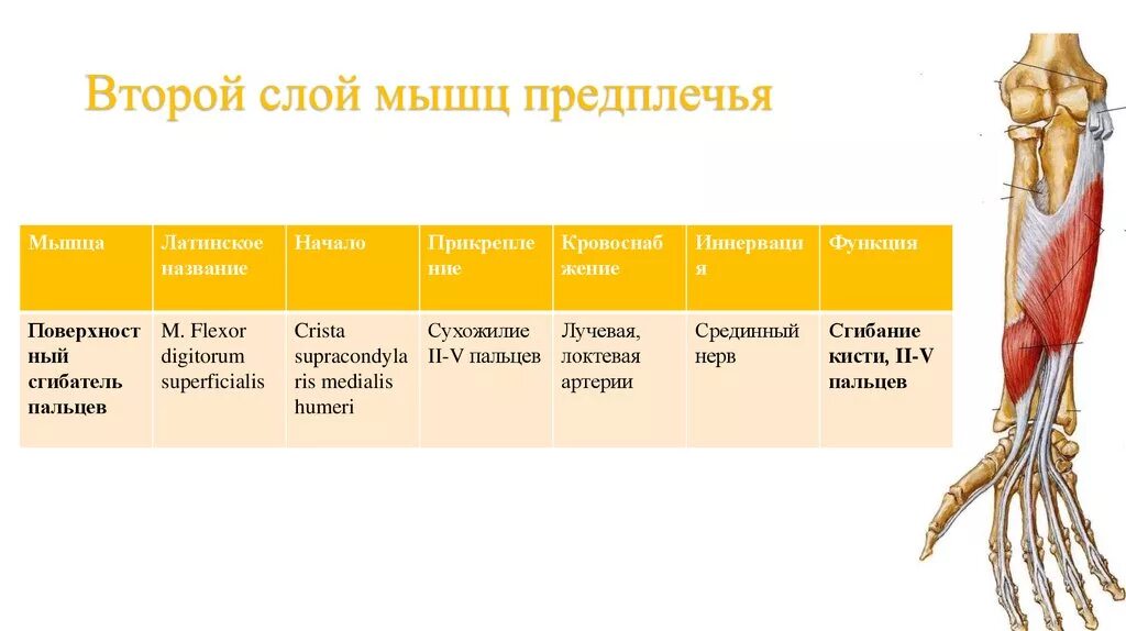 Сгибатель латынь. Мышцы предплечья передняя группа слои. Слои мышц предплечья таблица. Мышцы верхних конечностей мышцы предплечья таблица. Прикрепление мышц предплечья таблица.