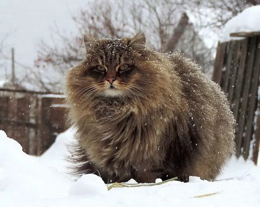 Сколько живут пушистые. Сибирская длинношерстная кошка. Сибирские коты. Норвежская длинношерстная Лесная кошка. Сибирская пуховая кошка.