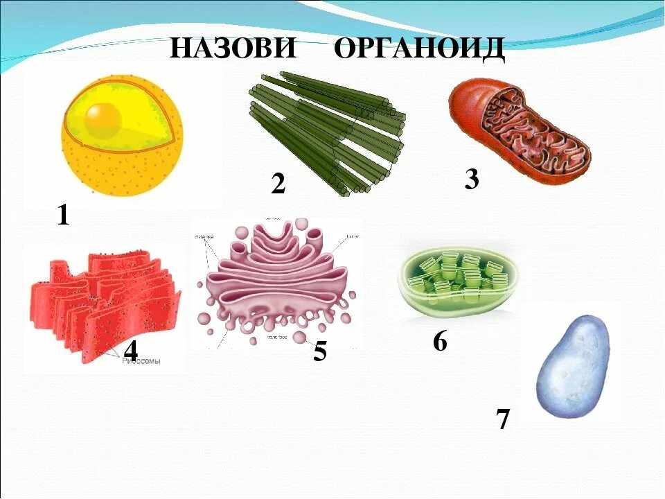 Органоиды рисунки и названия