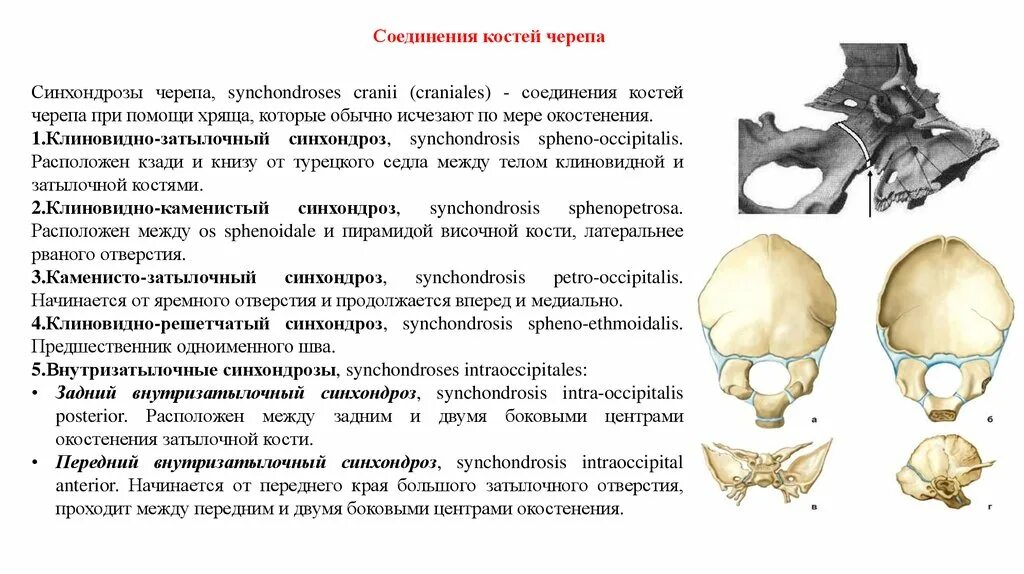 Клиновидно-Каменистый синхондроз. Клиновидно затылочный синхондроз латынь. Временные синхондрозы черепа. Соединение клиновидная кость анатомия костей.