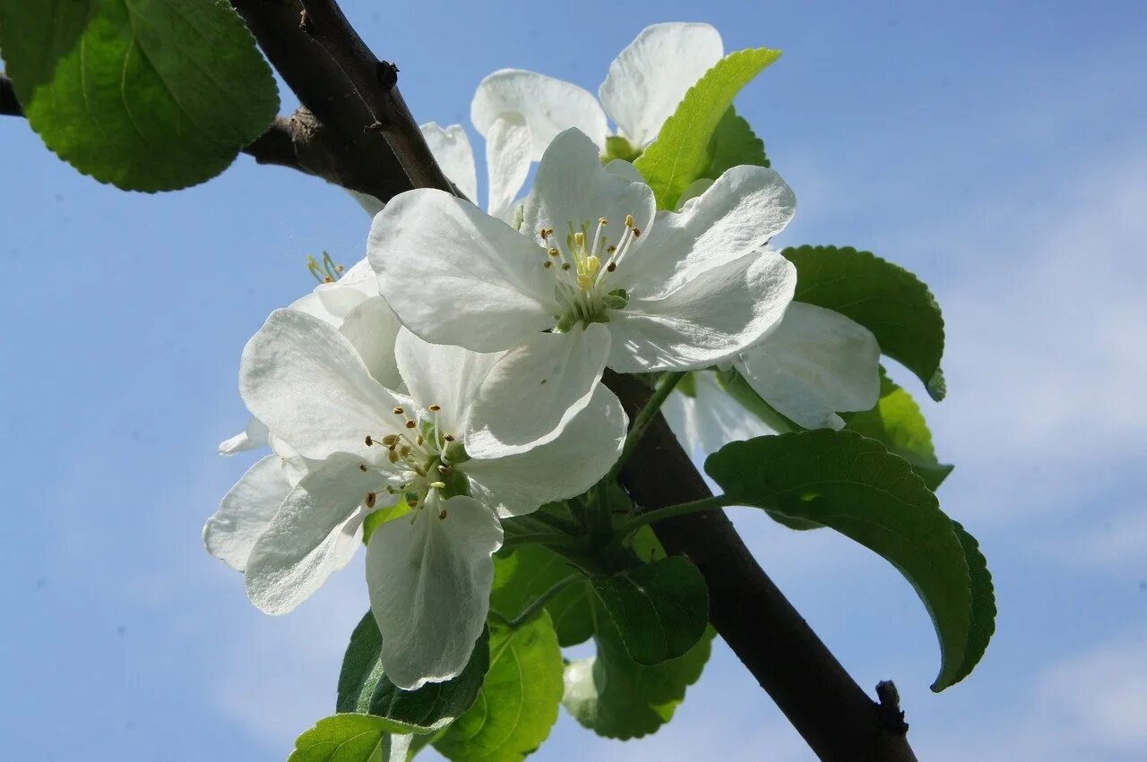 Музыка яблоня. Яблоневый цвет (Apple Blossom). Яблоня Семеренко цветение. Яблоня чемпион цветение. Яблоня Сибирская цветение.