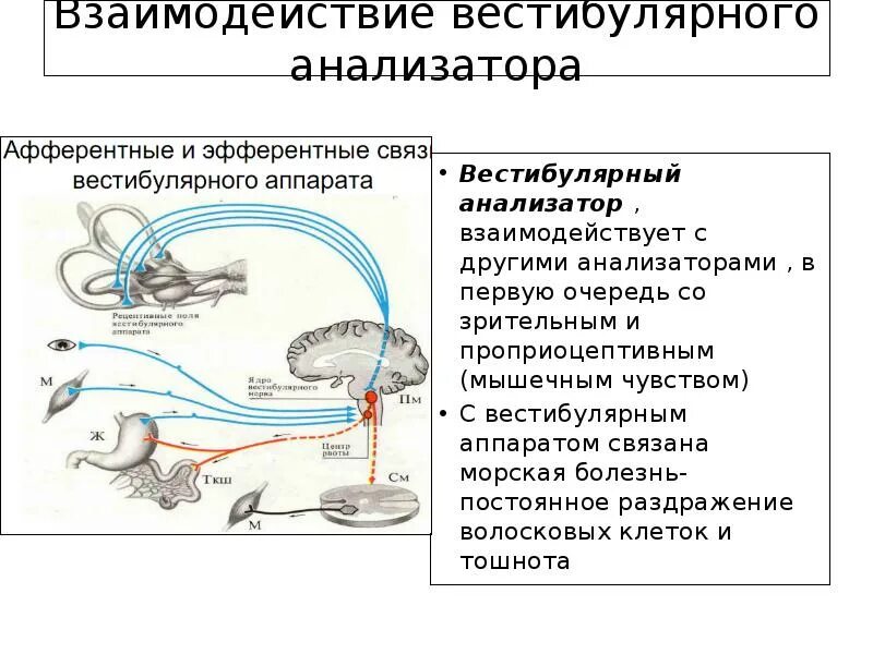 1 воспринимающим элементом любого анализатора являются. Функции вестибулярного анализатора. Схема вестибулярного анализатора 8 класс биология. Вестибулярный анализатор строение физиология. Расположение рецепторов вестибулярного анализатора.