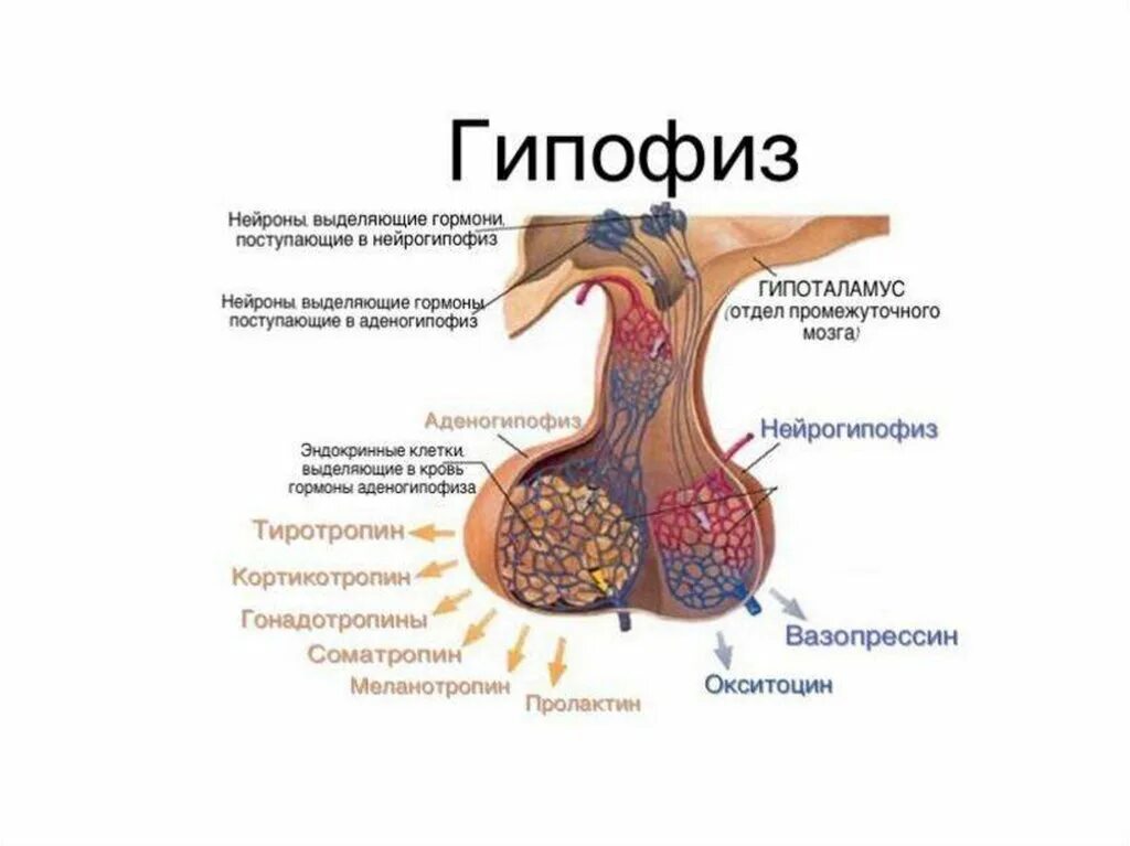 Гипофиз почек. Доли гипофиза гистология. Гипофиз строение таблица. Гипофиз функции.