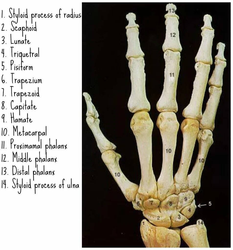 Hand Bones Anatomy. Скелет кисти. Кости кисти анатомия. Кости референс. Hand bone