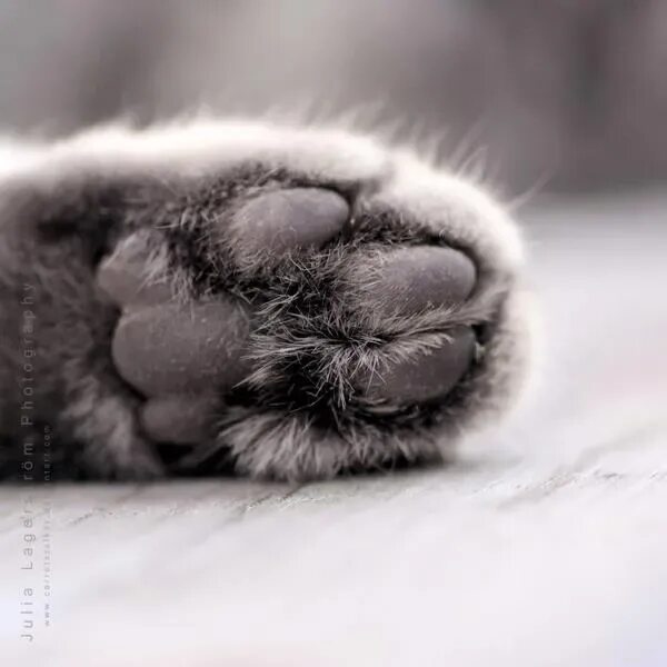 Кошачья лапка подушечка. Лапа кота. кошачья лапка. подушечки лап. серые кошачьи лапки.