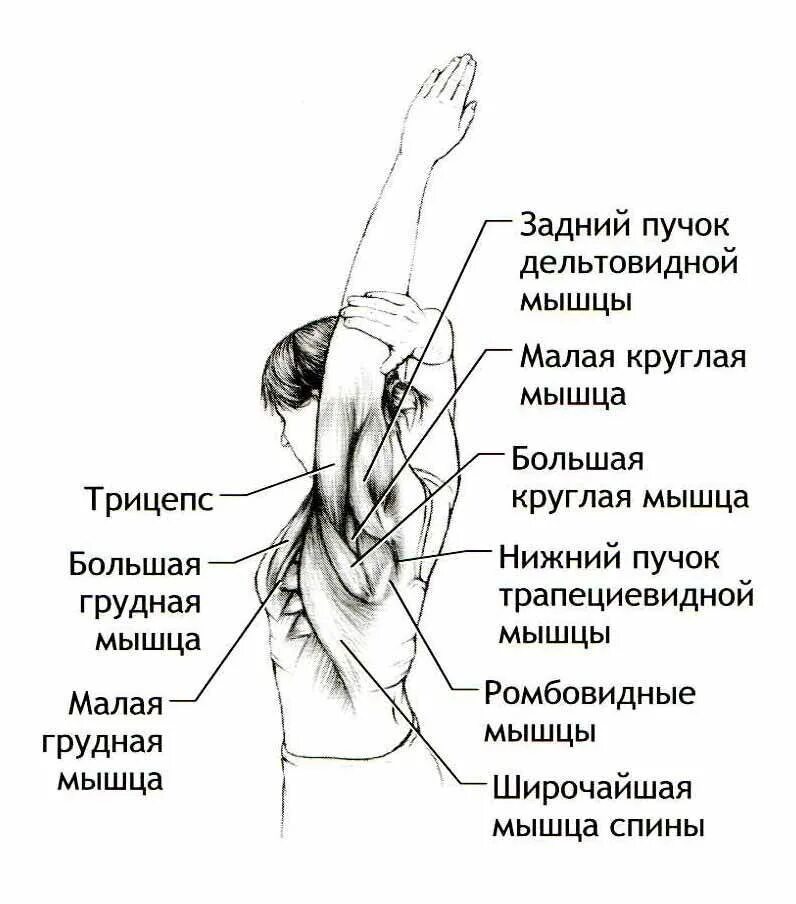 Поднимаю плечи какая. Растяжка мышц рук и плечевого пояса. растяжка мышц плечевого сустава. растяжка мышц рук. мышцы поднимающие руку вверх.