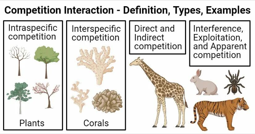 Competition interaction. Types of Competition. Competition. Interspecific Competition. Competition between