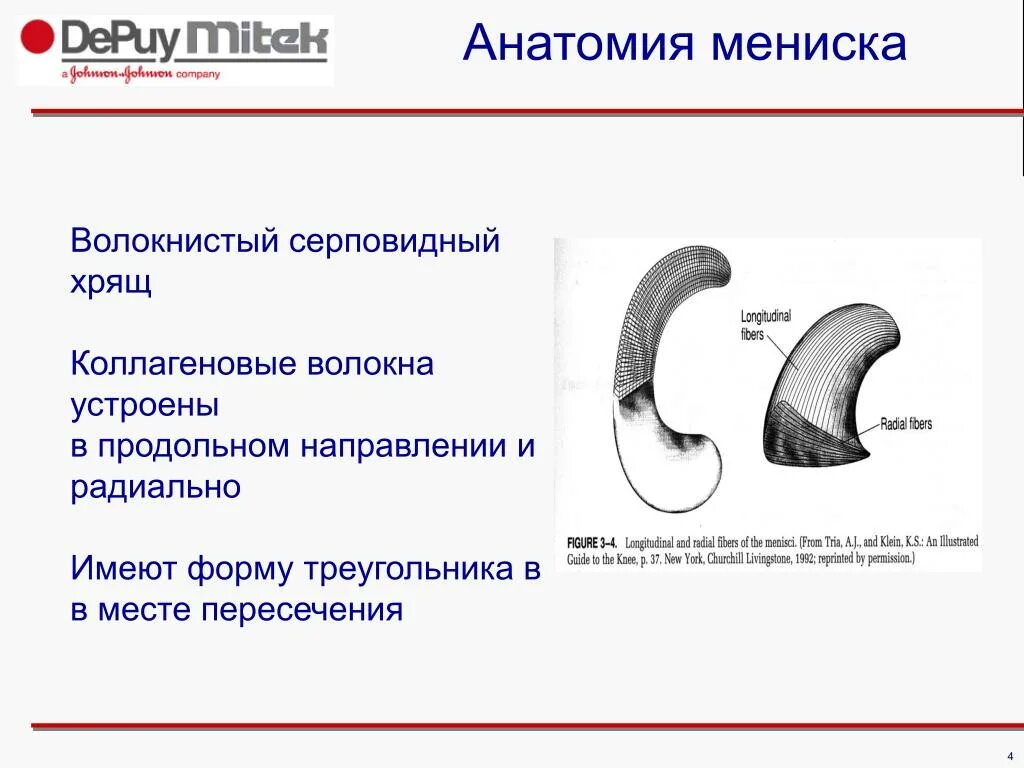 Серповидный хрящ. Серповидная форма менисков. Корень мениска анатомия.