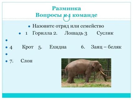 Слон еж