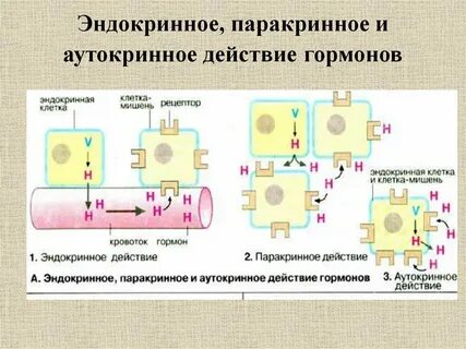 Рецепторы мишени