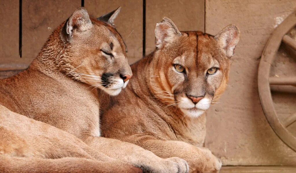 Blonde cougar. Флоридская Пума. Горная Пума. Канадская Пума. Пума самка.